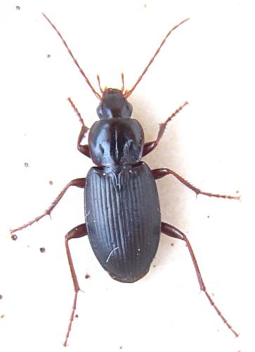 Calathus rotundicollis